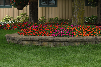 A large tree and raised garden bed is surrounded by shade-loving Beacon Impatiens in Orange and Violet Shades