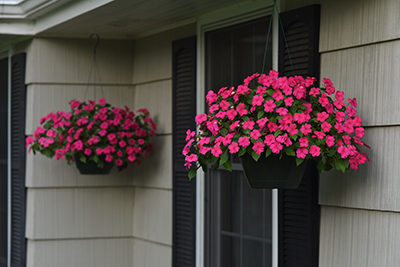 Two flower-filled hanging baskets of Beacon Rose Impatiens located under the house eaves