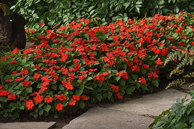 A growing bed of Beacon Red Impatiens nestled among soft ferns and a woodland pathway