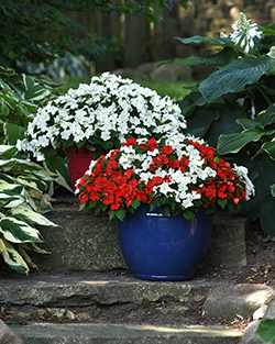 Two decorative patio pots filled with cascading Beacon Impatiens in White and Red-and-White, sitting on stone steps in a shade location 