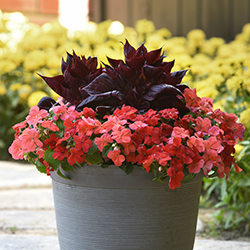 A dark gray patio pot filled with pink, violet, red Beacon Impatiens and a burgundy foliage celosia plant in the center.