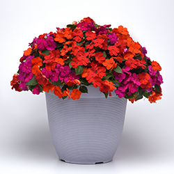 A gray plastic patio pot filled with Sanibel Mix Beacon Impatiens in the colors Red and Violet.