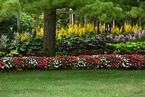 A wide shot of a shaded home garden setting with multi-color Beacon impatiens in the front border.