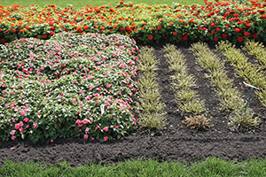 Photo is a comparison bed of disease resistance. Healthy Beacon impatiens are on the left, while defoliated infected impatiens are on the right.