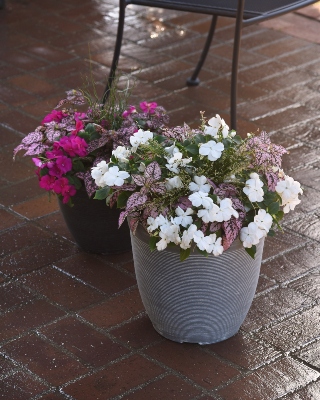 Two Beacon Impatiens mixed containers include Beacon White Impatiens, Livewire Isolepsis and Splash Select Pink Hypoestes, as well as Beacon Violet Impatiens and Twister Juncus
