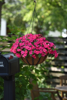 Beacon Rose Impatiens displayed outside in a hanging basket near a mailbox