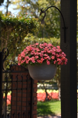 Peach-colored blooms in a hanging basket on a shady patio