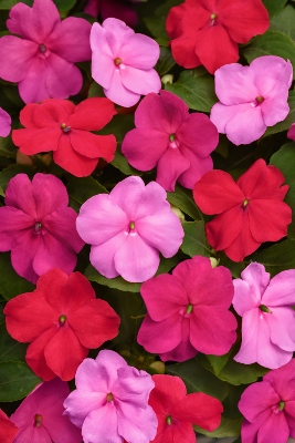 Various flower blooms in pink hues