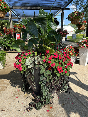 Outdoor flower pot with a massive combination of red and green plants