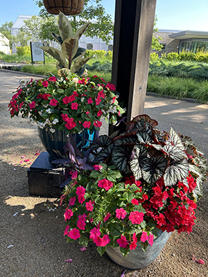 Outdoor flower pot with a massive combination of red and green plants and foliage