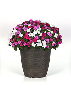 Pink and white flowers in a large flower pot