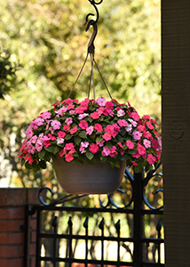 Various pink-hued flowers in an outdoor hanging basket