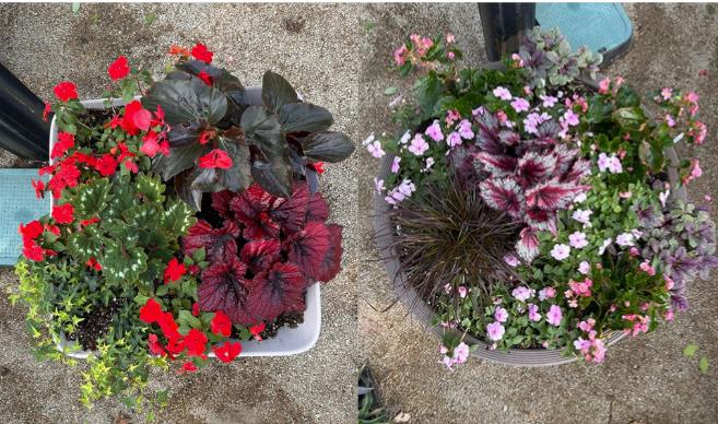 side-by-side photo of a square pot with red flowers next to a circular pot with pink flowers