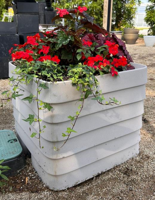 cube container with lime green leaves and bright red flowers with ivy vining down the left side