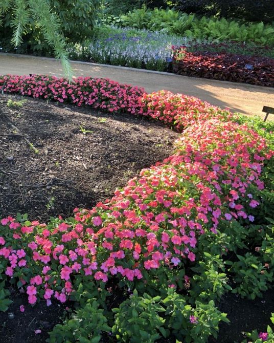 garden bed with dappled shade surrounding a tree