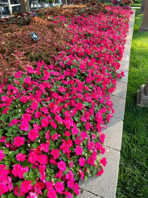 garden bed with lipstick pink flowers on the edge