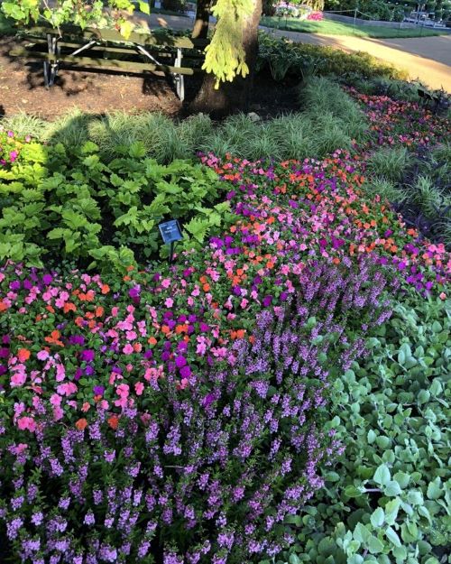 river of pink, violet, and orange flowers in a garden 