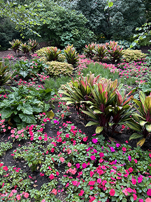 Outdoor shade garden with Beacon Impatiens and tropical plants