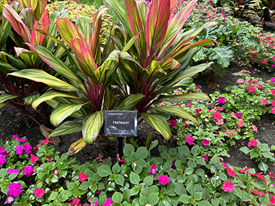 Tropical outdoor garden with vibrant colors