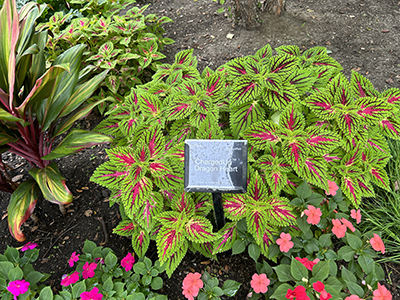 Tropical shade garden with vibrant colors