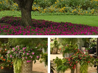 Collage of Beacon Impatiens in containers and in the landscape.
