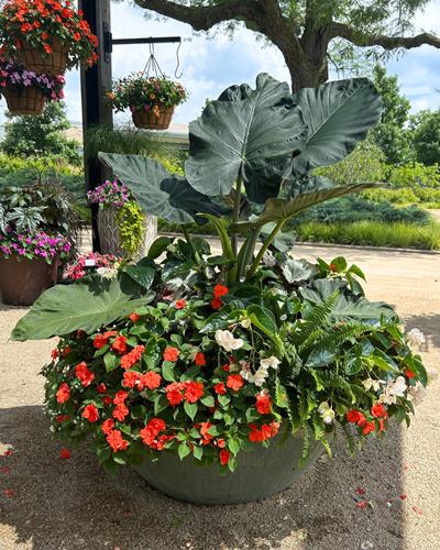 5 Over-the-Top Planters for the Shade (with plant lists!)