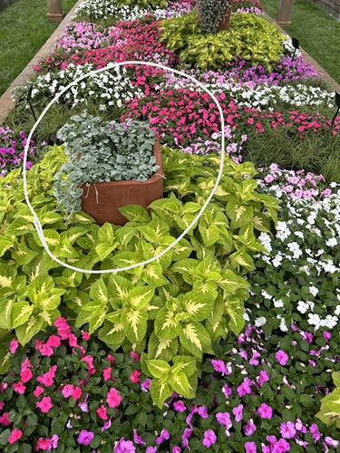 3 Foliage Plants to Plant with Impatiens