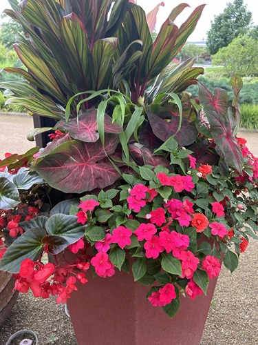 6 Unique Plants for Your Shade Garden