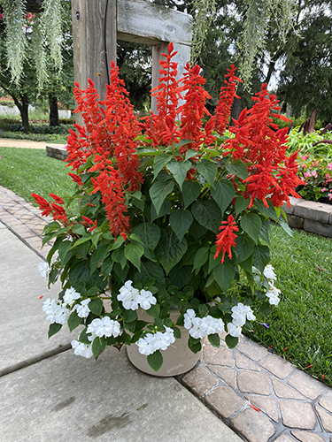 5 Top Tips for Front Porch Planters