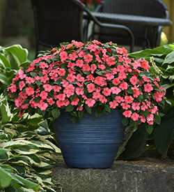 A flower-filled patio container of coral Beacon Impatiens standing next to a table and chair set