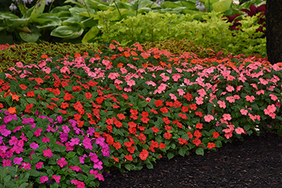 Colorful bed of Beacon Impatiens covering a large shade garden area
