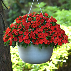 A white plastic hanging basket of red Beacon Impatiens.