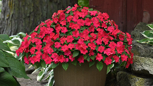 A large container of Beacon Lipstick under a shaded tree among Hostas.