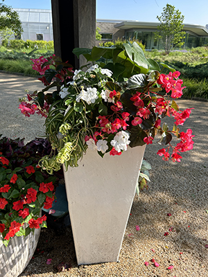 Outdoor flower pot with a massive combination of red, white and green plants