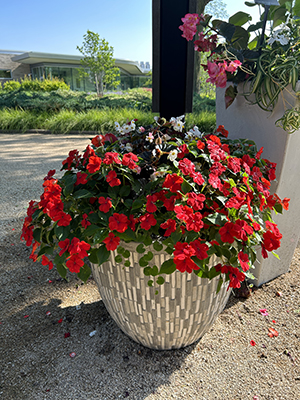 Outdoor flower pot with a massive combination of red and green plants and foliage