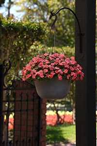 Coral-colored flowers in an outdoor hanging basket