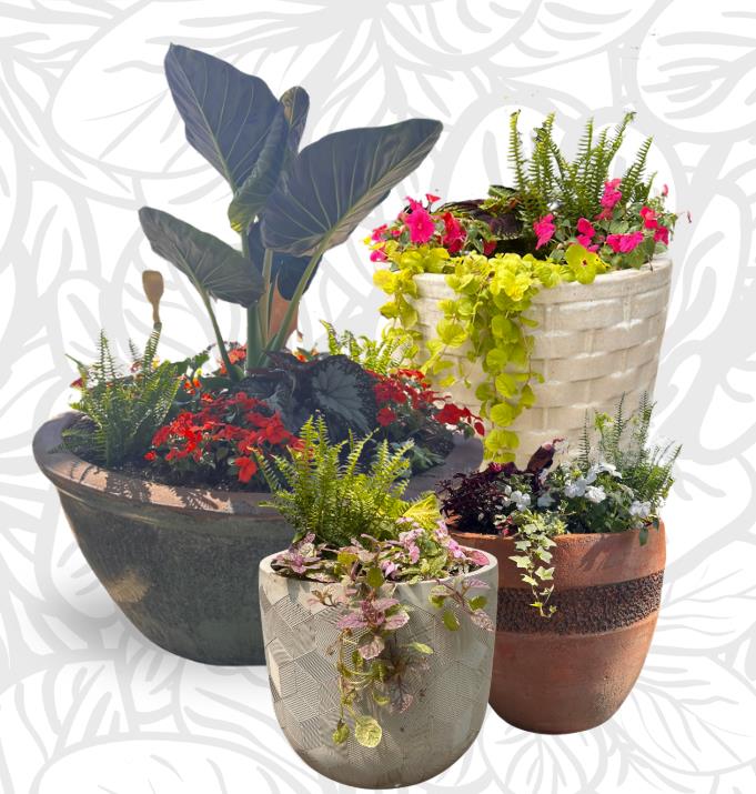 Collection of four planters with an assortment of flowers including Beacon Impatiens