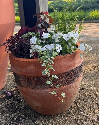 short ceramic container with banded texture with dark-leafed plants and white impatiens