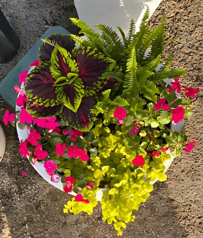 top down view of white planter with lime green leaves and pink impatiens