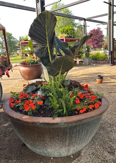 Bowl-shaped olive green planter with large leafed centerpiece surrounded by orange impatiens