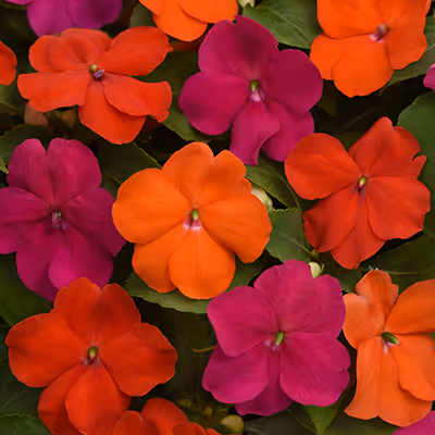 Beacon Sanibel Mix