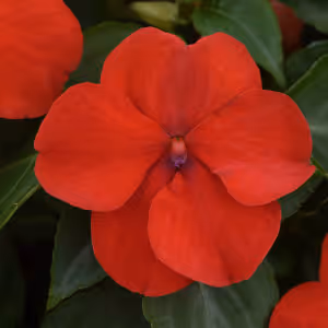 Beacon Bight Red