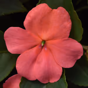 Beacon Coral