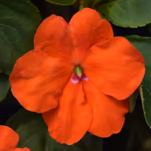 Beacon Orange
