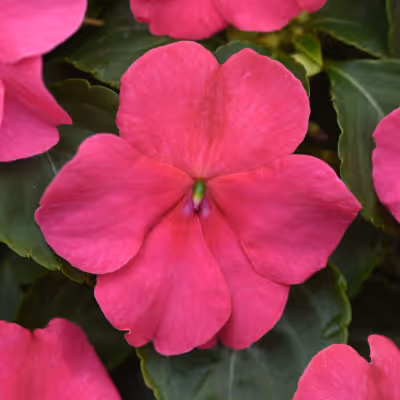Beacon Rose