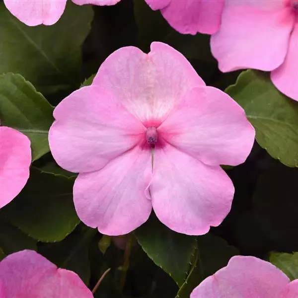 Beacon Light Pink