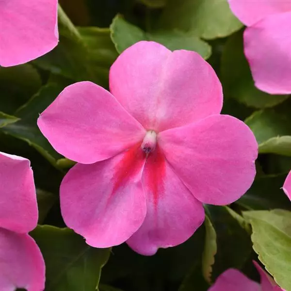 Beacon Pink
