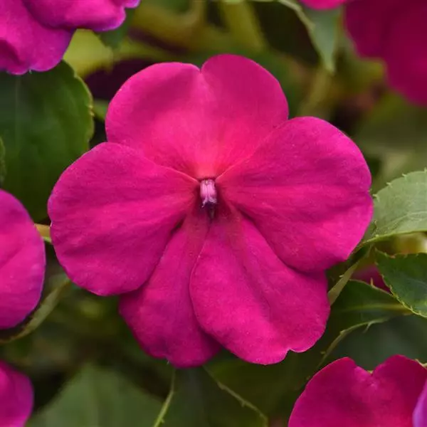 Beacon Violet