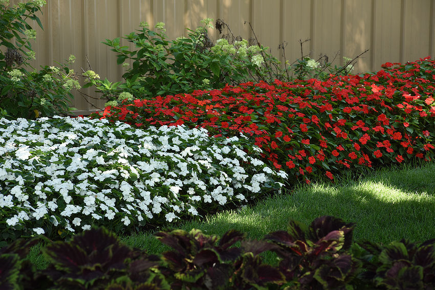 Photo of Beacon® impatiens in backyard