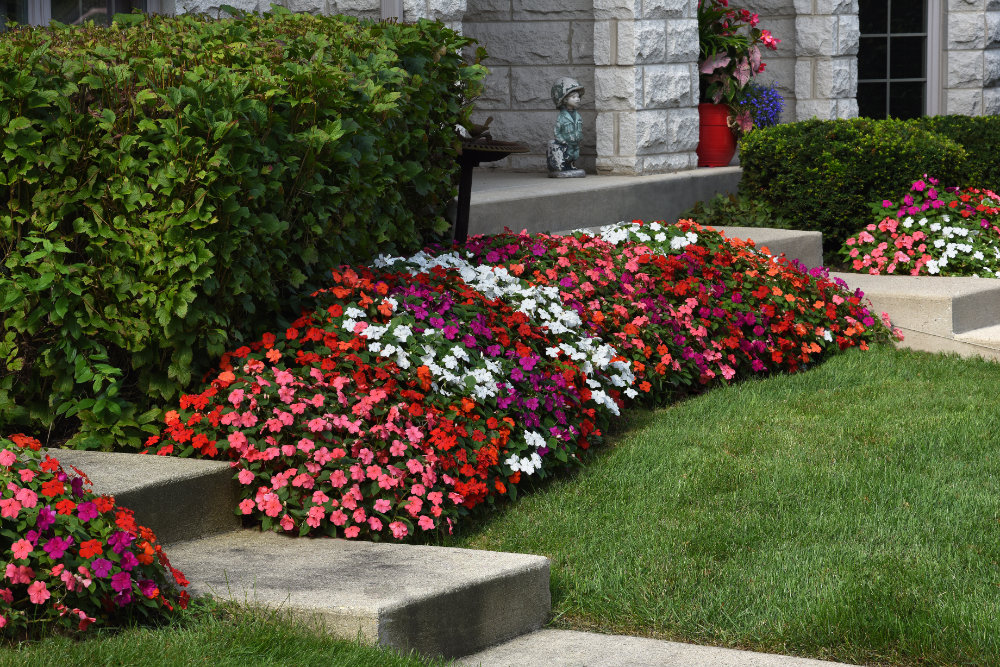 Photo of Beacon® impatiens in landscape